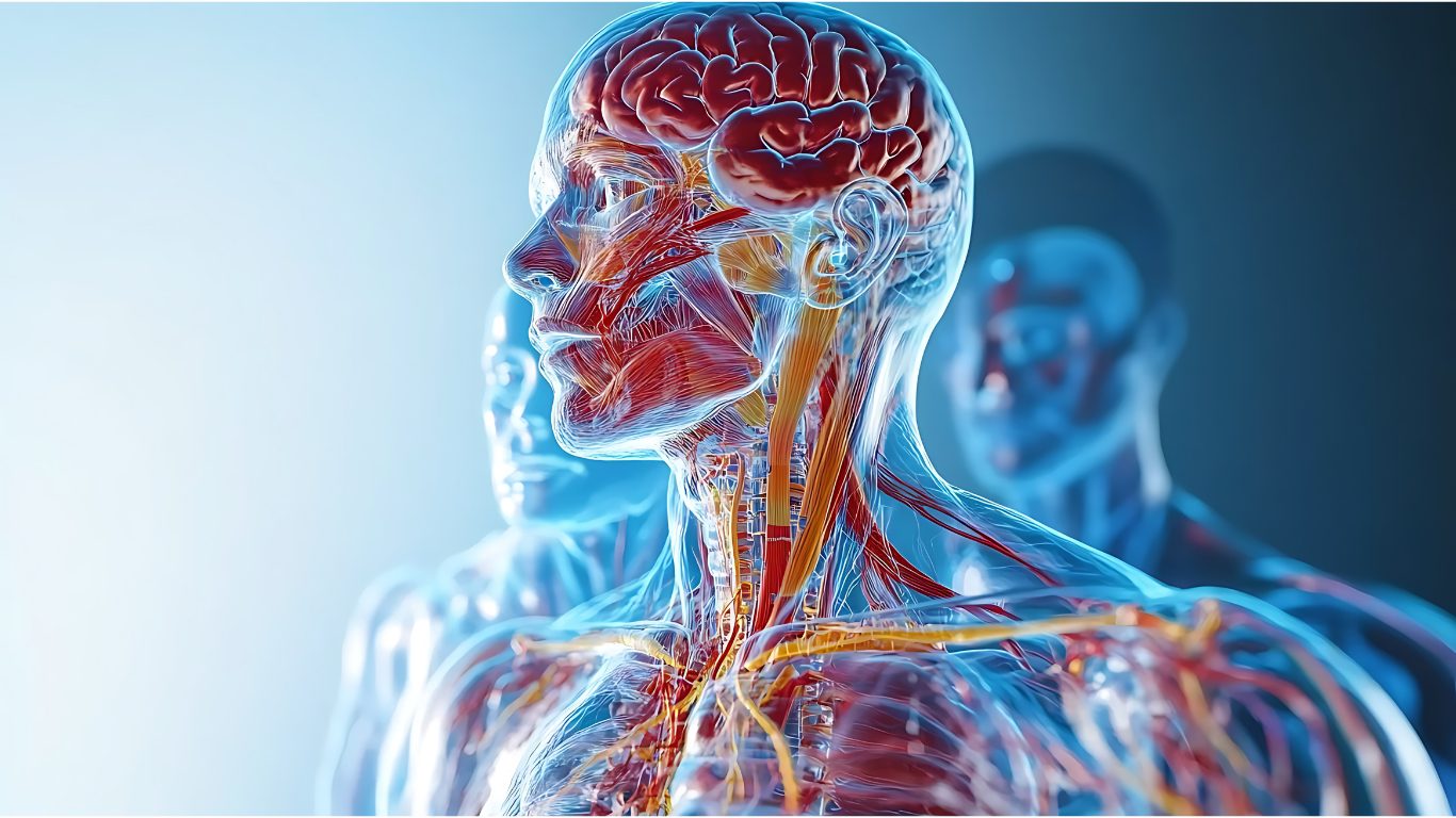 image of a head showing nervous system