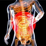 Anatomy of the stomach