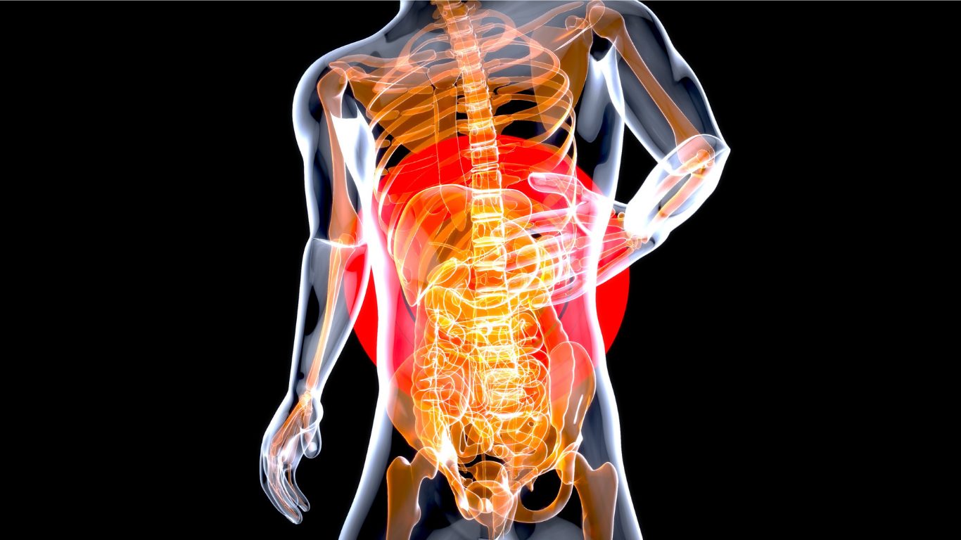 Anatomy of the stomach