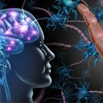 image of the vagus nerve