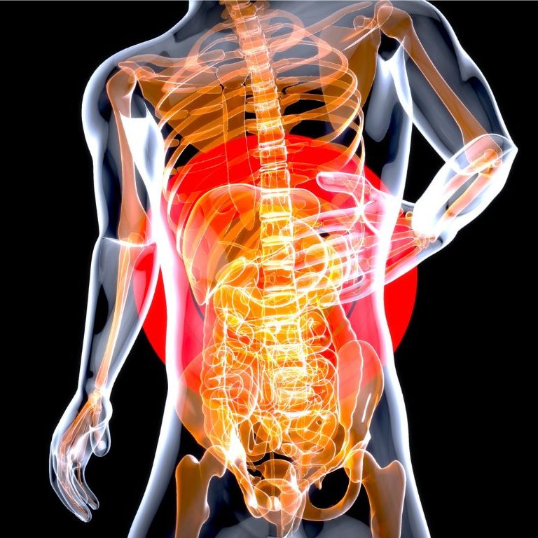Anatomy of the stomach